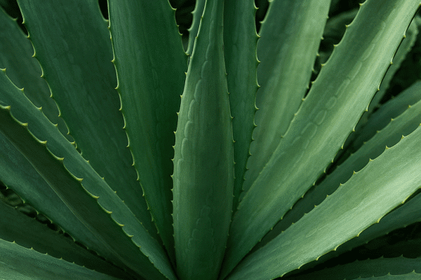 Liście agawy