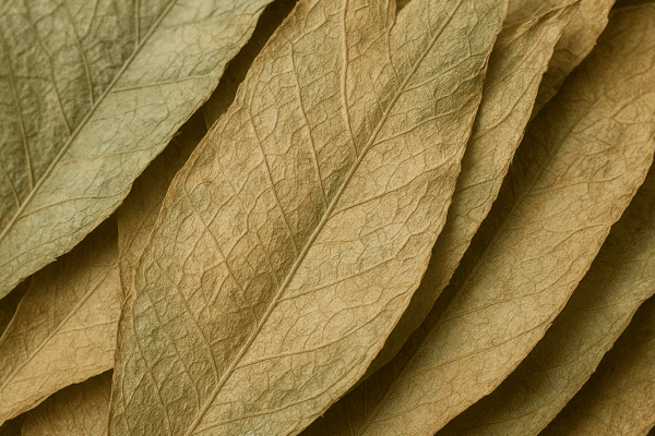 Liście ananasa (pinatex)