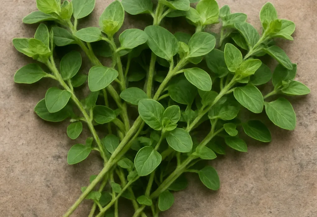Łodygi oregano