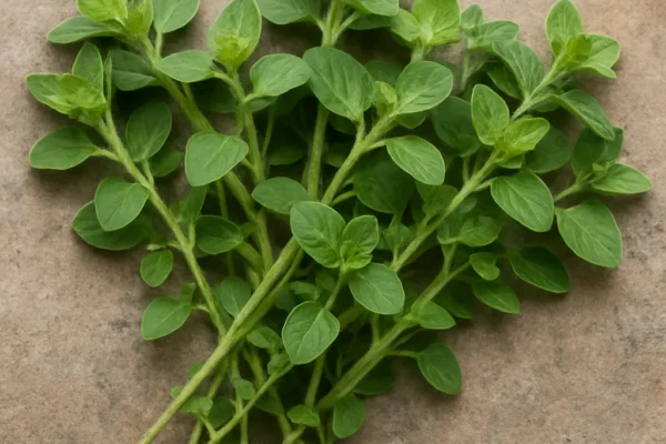 Łodygi oregano