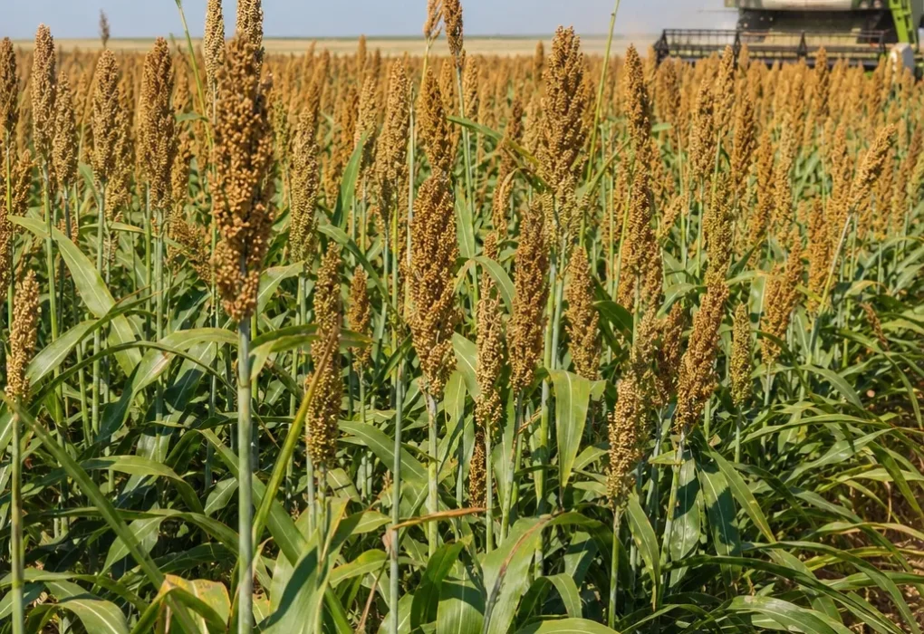 Sorgo cukrowe