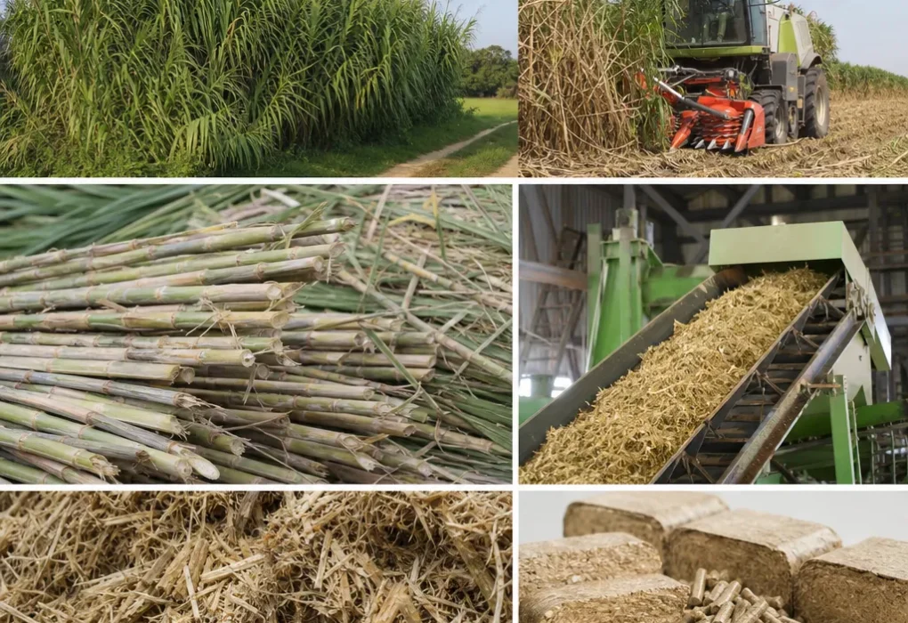 Arundo donax